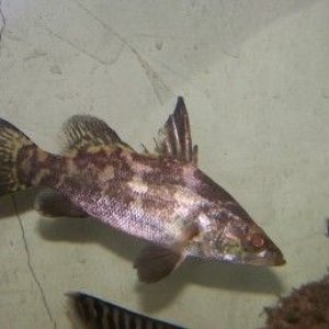 nile_perch_3.jpg