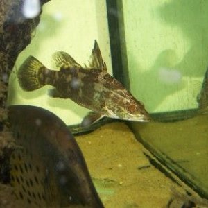 nile_perch_4.jpg