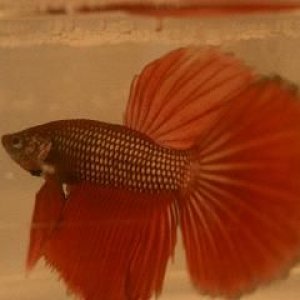 CopperDragonMale.JPG