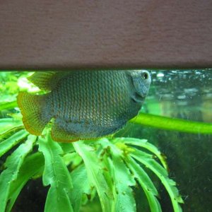 malegourami.jpg