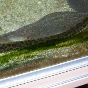 G.polyuranodon_1.jpg