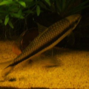 fish_022.jpg