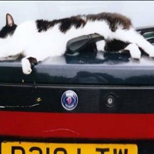 mog_on_the_car_____.jpg