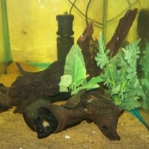 sanchezi_tank.jpg