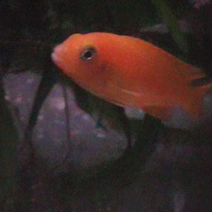 Fishy_119.jpg