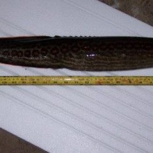 dead_eel_001.jpg