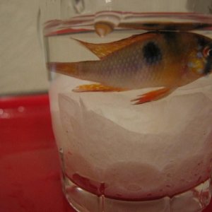 poorly_fish_004.jpg