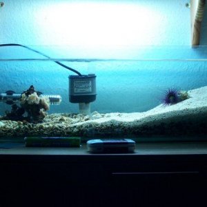 nemtank2.jpg