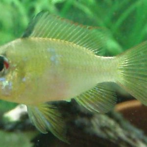 Mar_2007_fish_tank_176.jpg