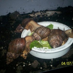 snail.JPG
