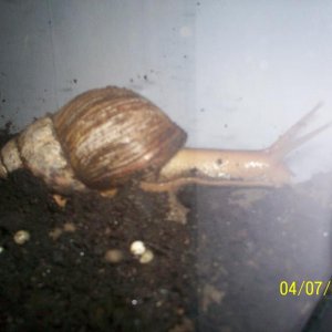 snail1.JPG