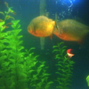 its_a_fishey_world_012__2_.jpg