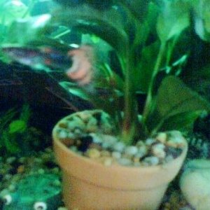 Orangetail_guppy.jpg