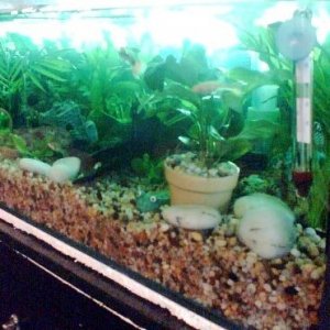 Planted_tank.jpg