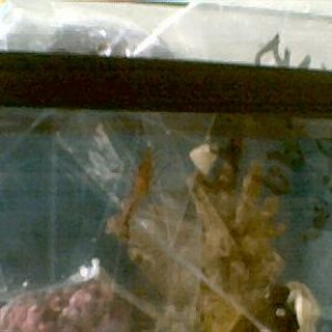 shrimp.jpg