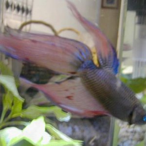 Betta1.jpg