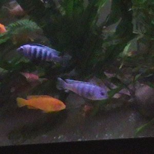 Fishy_154.jpg