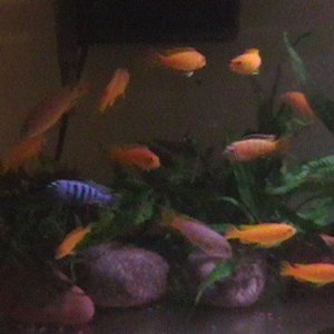 Fishy_182.jpg