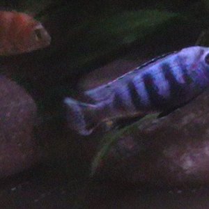 Fishy_185.jpg