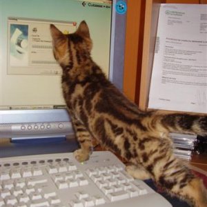 kids_and_pets_010__Small_.jpg