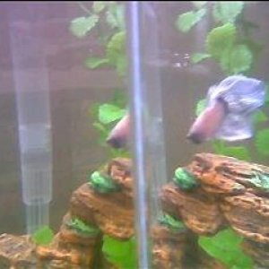 FIsh.JPG