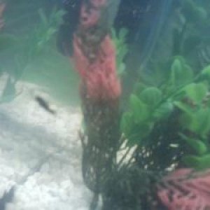 babyfishie.JPG
