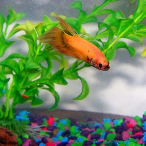 my_new_betta_salem___2.jpg