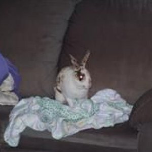 RAP_159__WinCE_.jpg