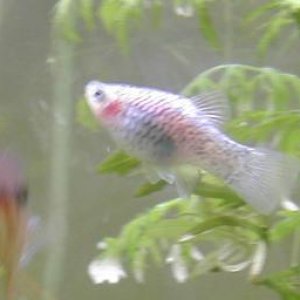 BluePlaty2Crop.JPG