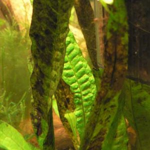 sick_fern_1.jpg