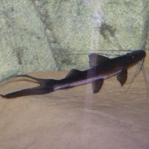 goslinea_platynema_010.jpg
