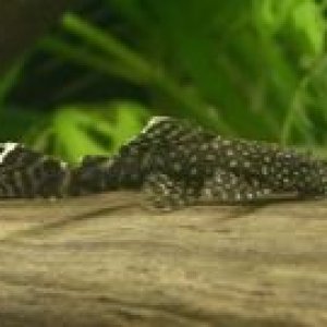pleco2.jpg