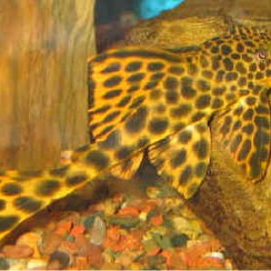 Golden_Black_Spot.jpg