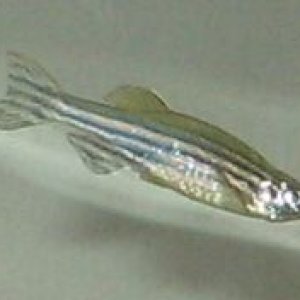 humpback_danio.jpg