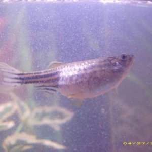 DSCI0007.JPG