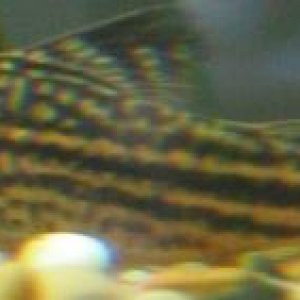 fish_pics_032.jpg