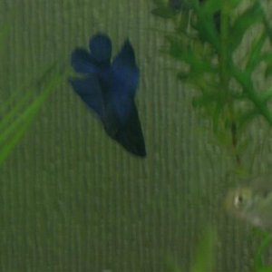 CIMG0996__Small_.JPG