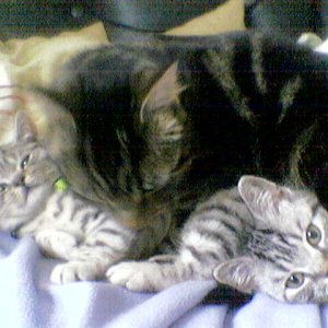 cats2.jpg