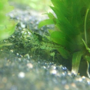 tank_again_023.JPG