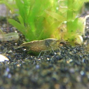 shrimp.JPG