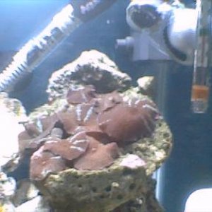mushrooms2.jpg