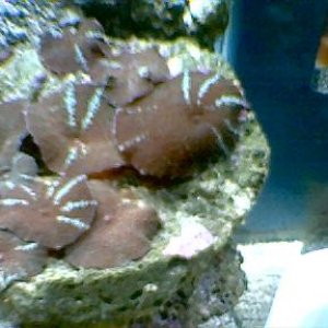 mushrooms_3.jpg