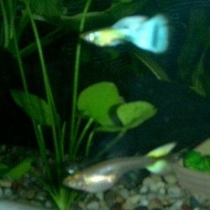 Bluetail_Gup_courting_yellow_female.JPG