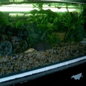 Fishtank_construction_complete.JPG
