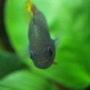 Fish_0081.jpg
