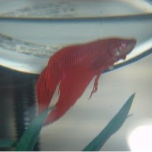Sluggish_Red.jpg