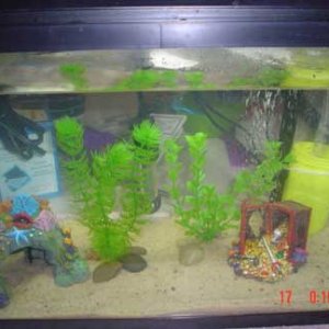 New_Fish_Tank_013.JPG