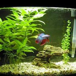 Betta_Tank___Use.jpg