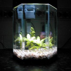 Betta_KTank___Use.jpg