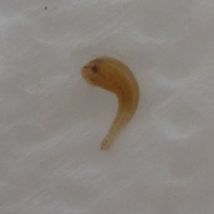 worm.jpg